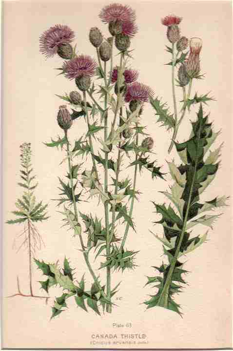 botanical print c.1906 from our Prints catalogue - Phoenixant.com